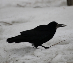 Corvus frugilegus