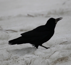 Corvus frugilegus