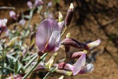 Astragalus macrocladus