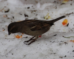Passer domesticus