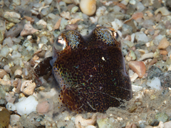 Image of Sepiola atlantica