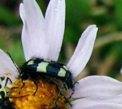 Astylus sexmaculatus