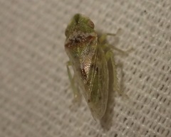 Xerophloea viridis