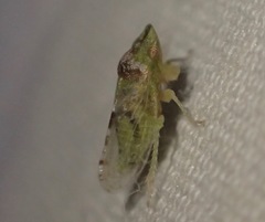 Xerophloea viridis