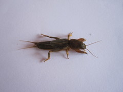 Neocurtilla