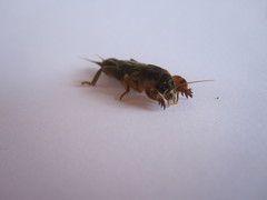 Neocurtilla