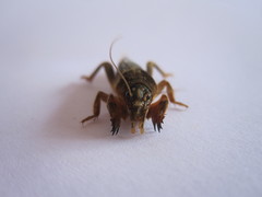 Neocurtilla
