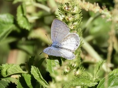 Leptotes cassius cassius