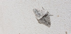 Pseudoterpna coronillaria