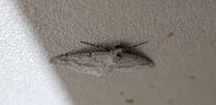 Pseudoterpna coronillaria