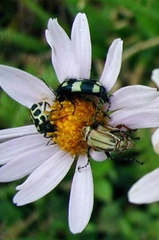 Astylus sexmaculatus