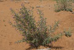 Astragalus macrocladus