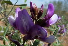 Astragalus macrocladus