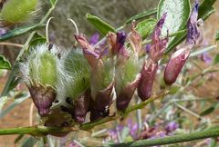 Astragalus macrocladus