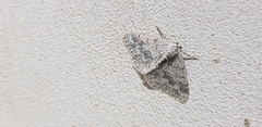 Pseudoterpna coronillaria