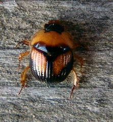 Bolbocerosoma lepidissimum