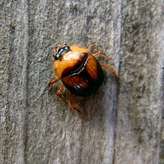 Bolbocerosoma lepidissimum