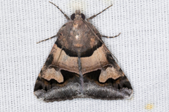 Drasteria pallescens