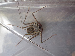 Paraphrynus laevifrons