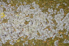 Phaeophyscia endophoenicea