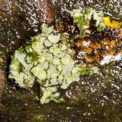 Phaeophyscia endophoenicea