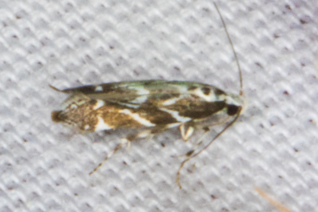 Aristotelia hexacopa