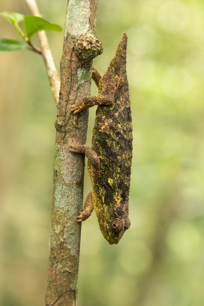 Malawi Stumptail Chameleon
