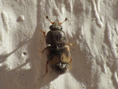 Carpophilus hemipterus