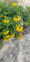 Lotus longisiliquosus