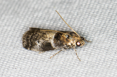 Quasisalebria atratella