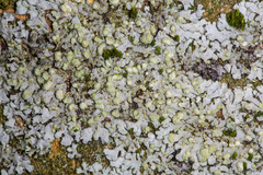 Phaeophyscia endophoenicea