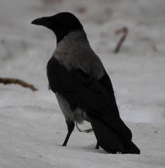 Corvus cornix