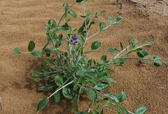 Astragalus macrocladus