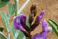Astragalus macrocladus
