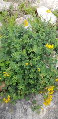 Lotus longisiliquosus