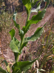 Centaurea macrocephala