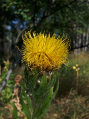 Centaurea macrocephala