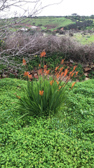 Chasmanthe floribunda