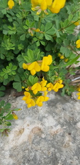 Lotus longisiliquosus