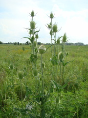 Dipsacus laciniatus