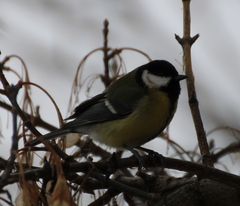 Parus major