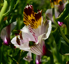 Alstroemeria magnifica