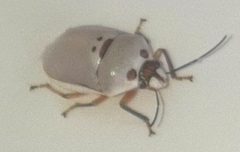 Augocoris illustris