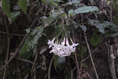 Jasminum dispermum