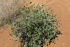 Astragalus macrocladus