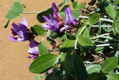 Astragalus macrocladus