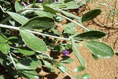 Astragalus macrocladus