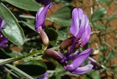 Astragalus macrocladus