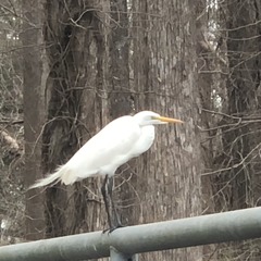Ardea alba