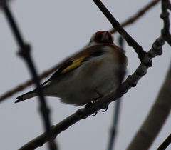 Carduelis carduelis